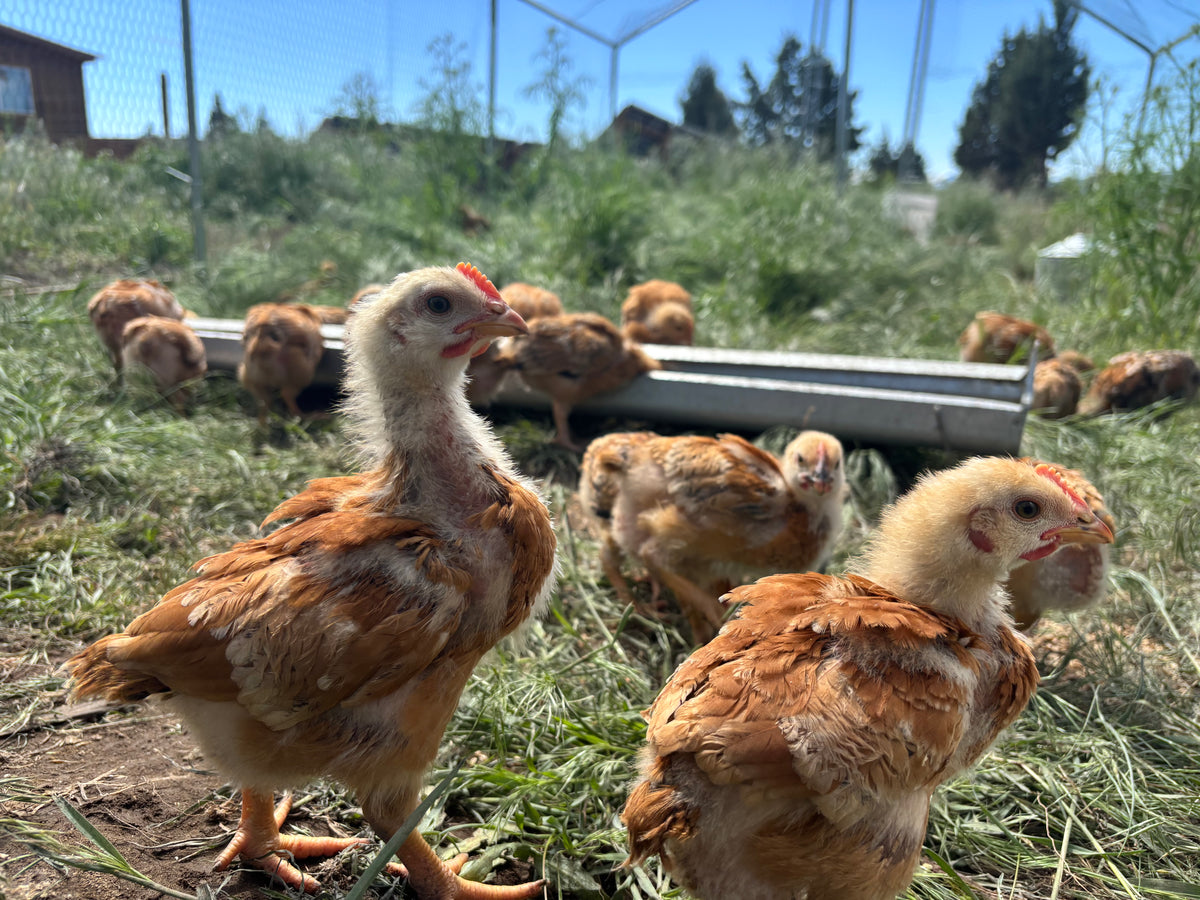 Wilderness Chicken Ranch Chicken – Western Rim Land and Cattle Company